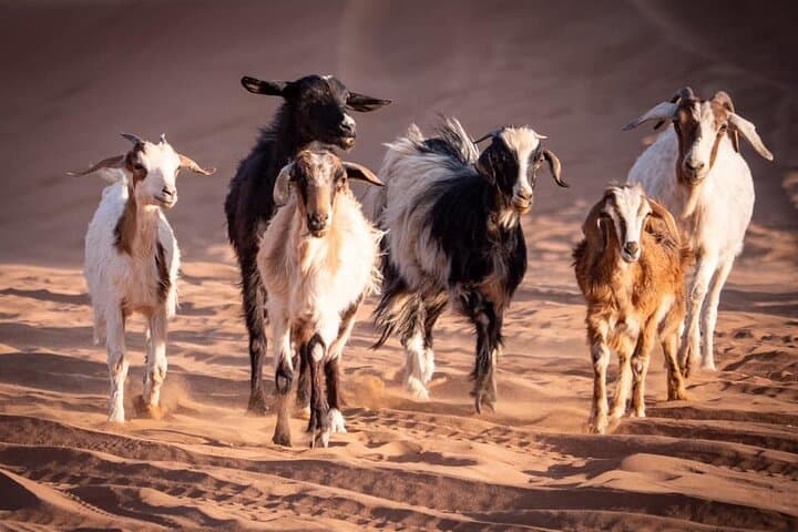 Explore Erg Chigaga: 3-Day Private Zagora to Chigaga Desert Tour photo 3