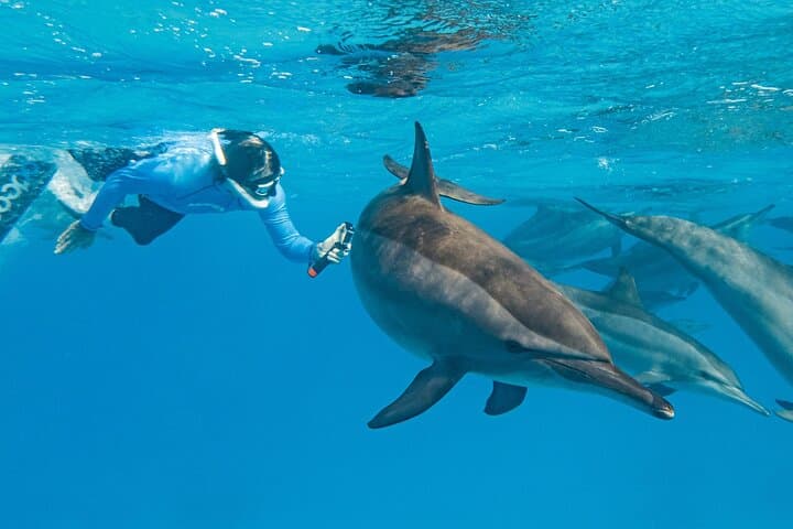 Dolphin House (Samadai Reef) Snorkeling Trip from Marsa Alam — Swim with Dolphins and Explore Red Sea Coral Gardens photo 3