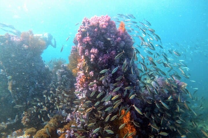 Koh Lipe Two-Dive Adventure: Guided Fun Dives in Tarutao Marine Park photo 3