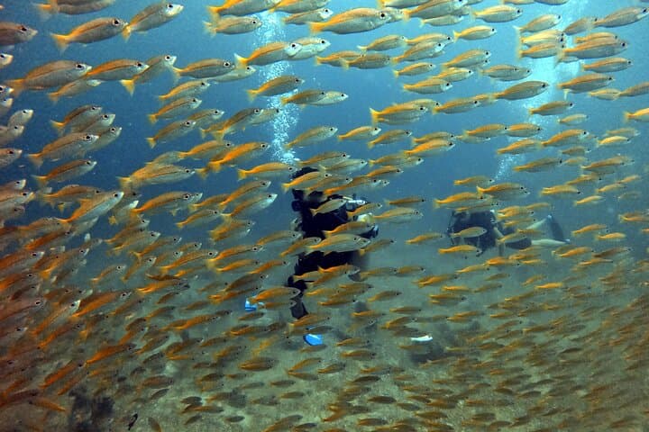 Koh Lipe Two-Dive Adventure: Guided Fun Dives in Tarutao Marine Park photo 4