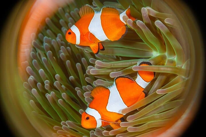 Try Dive Program at Biorock Pemuteran — Intro Scuba on Bali's Restored Reefs photo 6