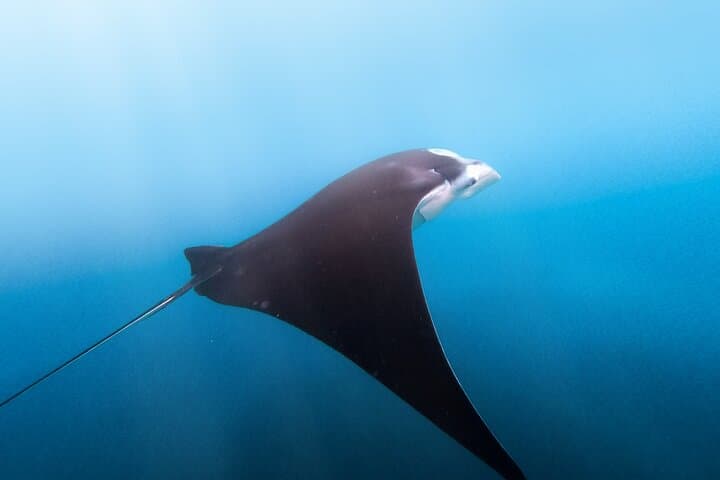 Nusa Penida Day Tour & Private Snorkeling — Kelingking, Manta Bay, Gamat and Wall Points photo 4