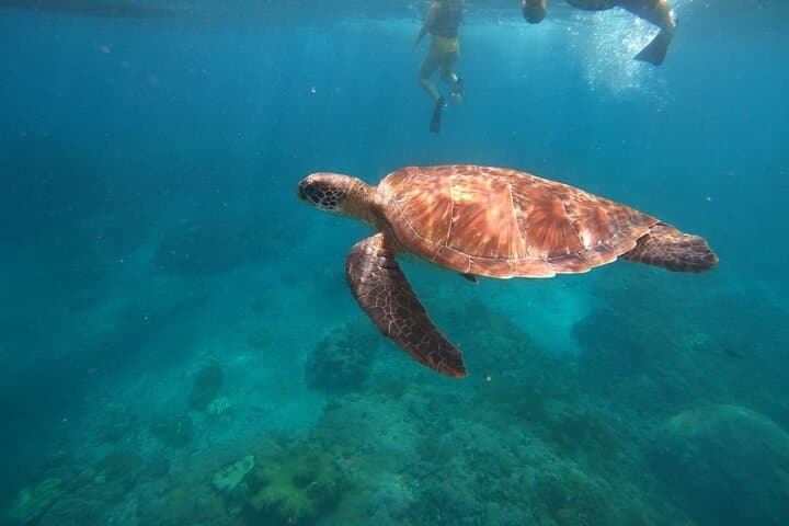 Nusa Penida Day Tour & Private Snorkeling — Kelingking, Manta Bay, Gamat and Wall Points photo 5