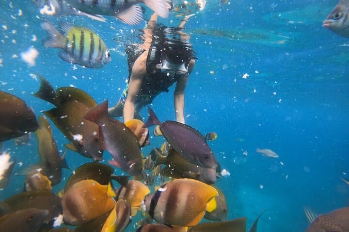 Nusa Penida Day Tour & Private Snorkeling — Kelingking, Manta Bay, Gamat and Wall Points photo 3