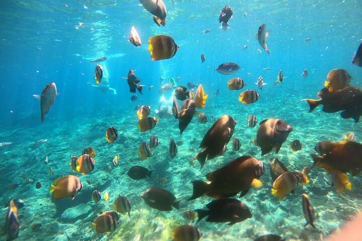 Nusa Penida Day Tour & Private Snorkeling — Kelingking, Manta Bay, Gamat and Wall Points photo 6