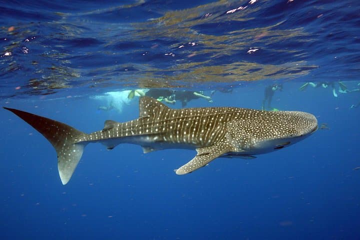 Swim-with-Whale-Sharks-and-Humpbacks-at-Ningaloo-Reef-A-Complete-Day-Adventure photo 3