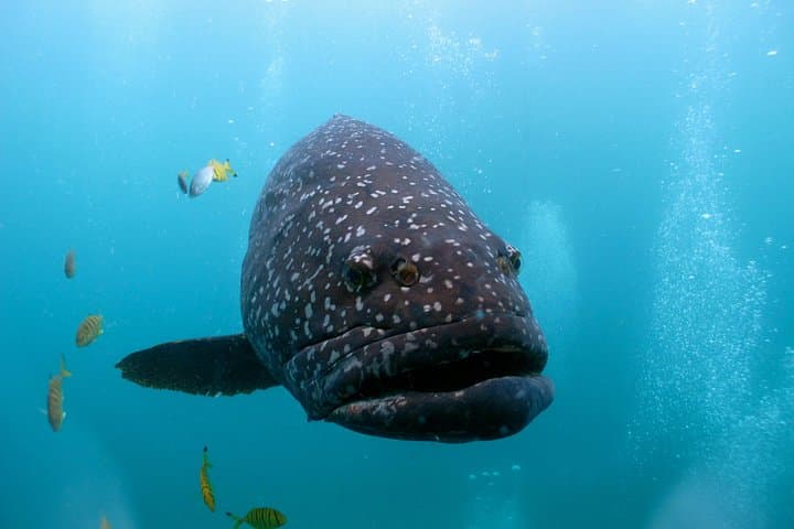 Muiron Islands Snorkeling: Full-Day Boat Trip from Exmouth to Ningaloo photo 3