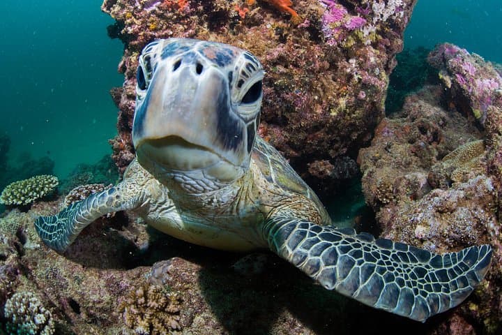 Muiron Islands Snorkeling: Full-Day Boat Trip from Exmouth to Ningaloo photo 4