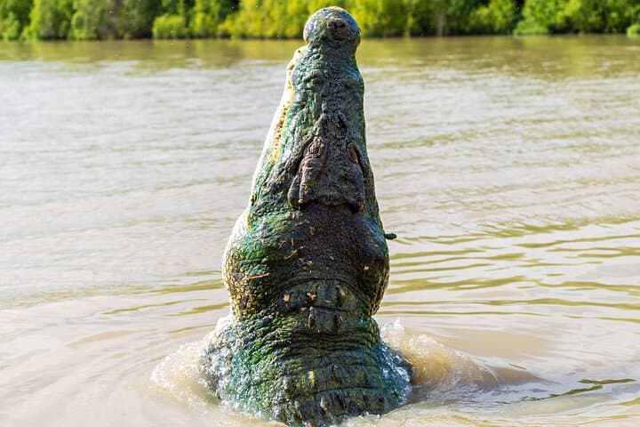 Adelaide River Jumping Crocodile Cruise — Darwin's Top Wild Croc Boat Tour photo 2