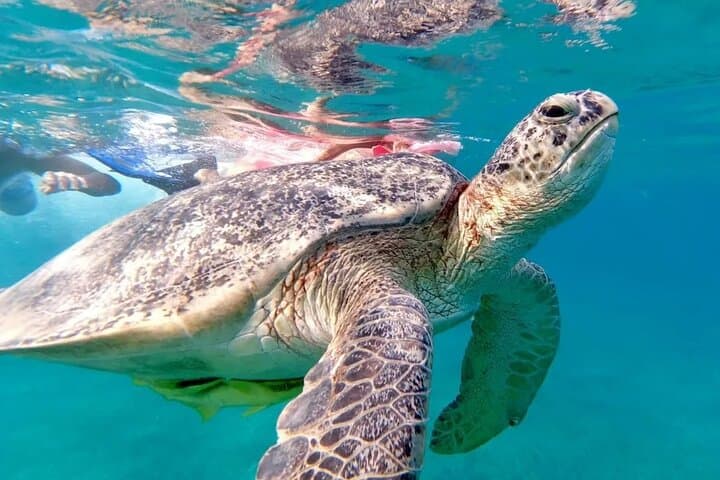 Abu Dabab Full-Day Private Snorkel & Beach Experience from Hurghada
