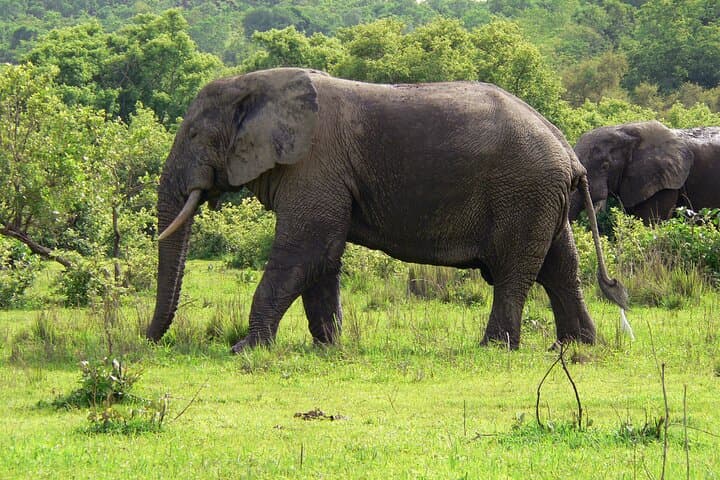 Mole National Park 3-Day Safari: Elephants, Escarpments & Larabanga Mosque