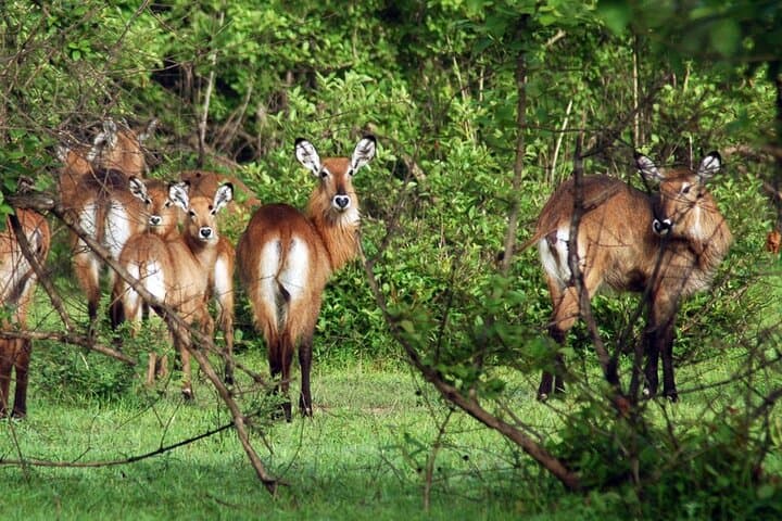 Mole National Park 3-Day Safari: Elephants, Escarpments & Larabanga Mosque photo 3