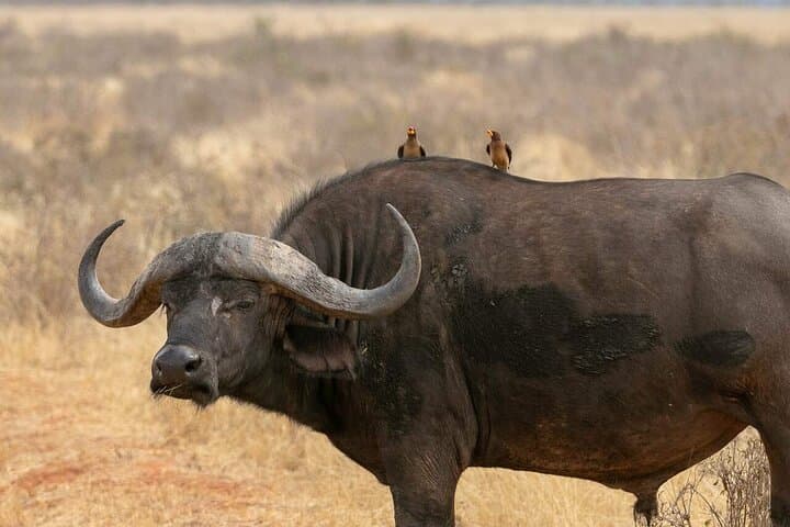 Mole National Park 3-Day Safari: Elephants, Escarpments & Larabanga Mosque photo 2