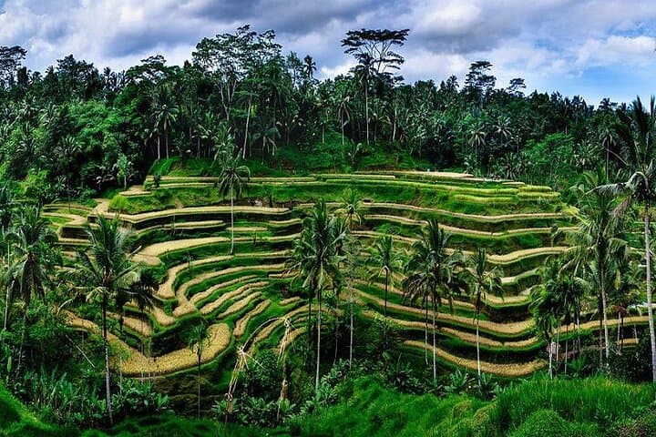 Full-Day Ubud Private Charter: Tegalalang, Waterfalls & Jungle Swing photo 4