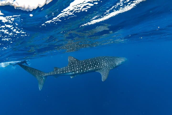 Swim With Whale Sharks at Ningaloo Reef: 7‑Hour Off‑Peak Tour from Exmouth photo 2