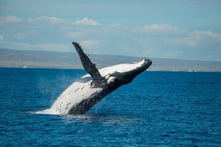 Swim With Whale Sharks at Ningaloo Reef: 7‑Hour Off‑Peak Tour from Exmouth photo 3