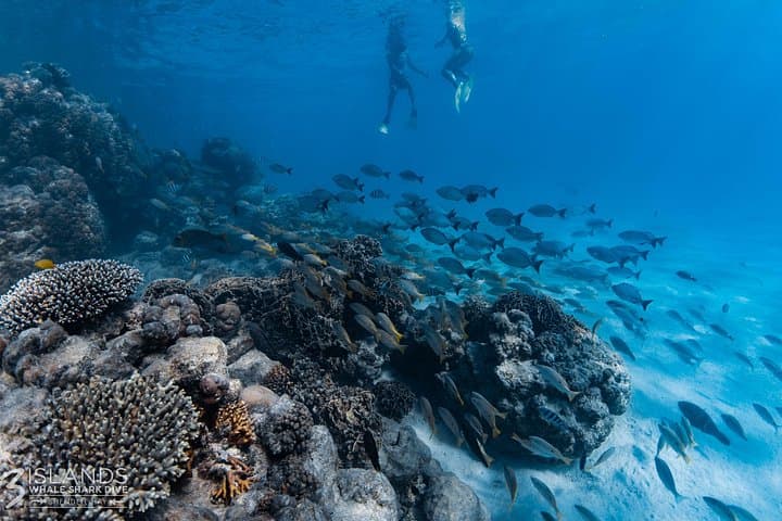 Swim With Whale Sharks at Ningaloo Reef: 7‑Hour Off‑Peak Tour from Exmouth photo 4
