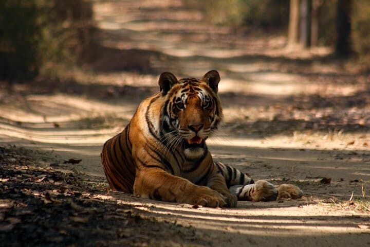 11-Day Private Wildlife Safari: Pench, Kanha & Bandhavgarh Tiger Tour photo 4