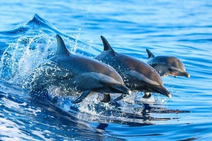 Mnemba Island Half‑Day Snorkel: Dolphins, Sandbanks & Mnemba Reef photo 3