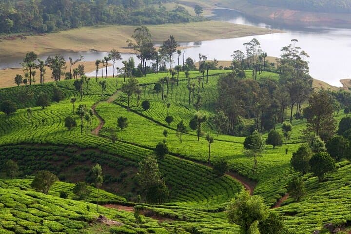 9-Day Private Kerala Tour: Backwaters, Tea Hills & Wildlife photo 3