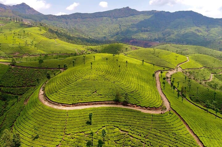 9-Day Private Kerala Tour: Backwaters, Tea Hills & Wildlife photo 4