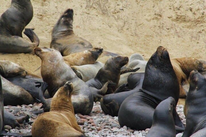 Paracas & Huacachina Full-Day: Ballestas Islands, Vineyard, Dunes & Sunset Picnic photo 6
