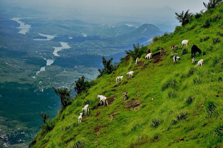 9-Day Private Kerala Tour: Backwaters, Tea Hills & Wildlife photo 6