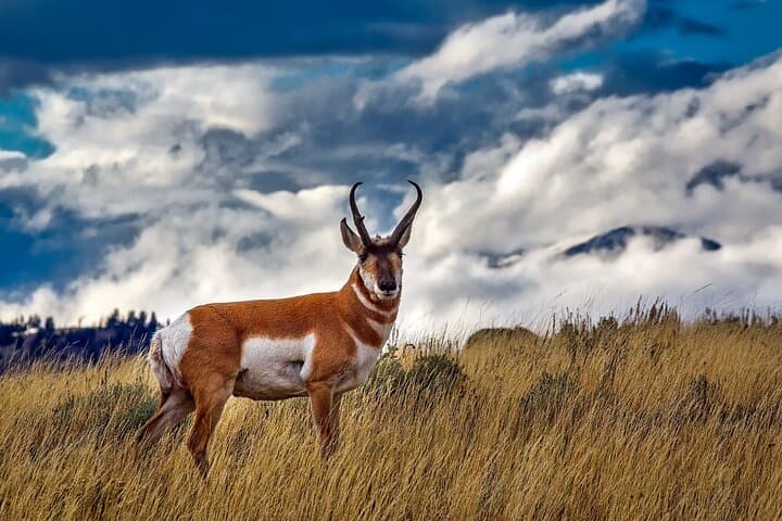 Grand Teton Wildlife Day Tour: Private Guided Photo and Nature Expedition photo 4