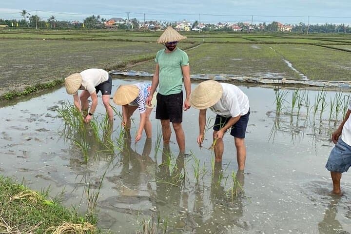 Buffalo Ride and Rice-Farming Experience in Hoi An: Hands-On Farm Visit photo 3