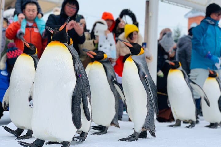 Hokkaido Winter Two-Day: Icebreaker Cruise, Sounkyo Gorge & Asahiyama Zoo photo 4