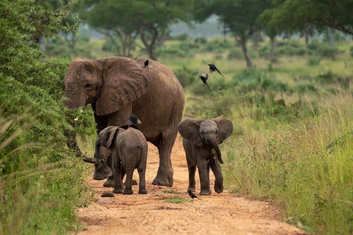 3-Day Murchison Falls Big Five Safari & Rhino Tracking — Uganda Adventure photo 3