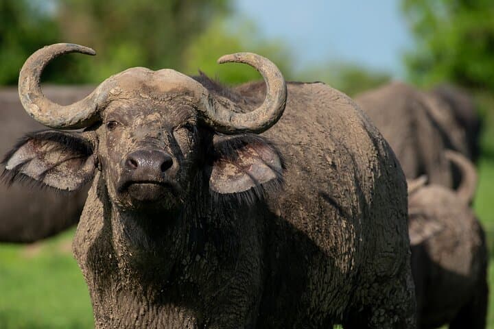 3-Day Murchison Falls Big Five Safari & Rhino Tracking — Uganda Adventure photo 5
