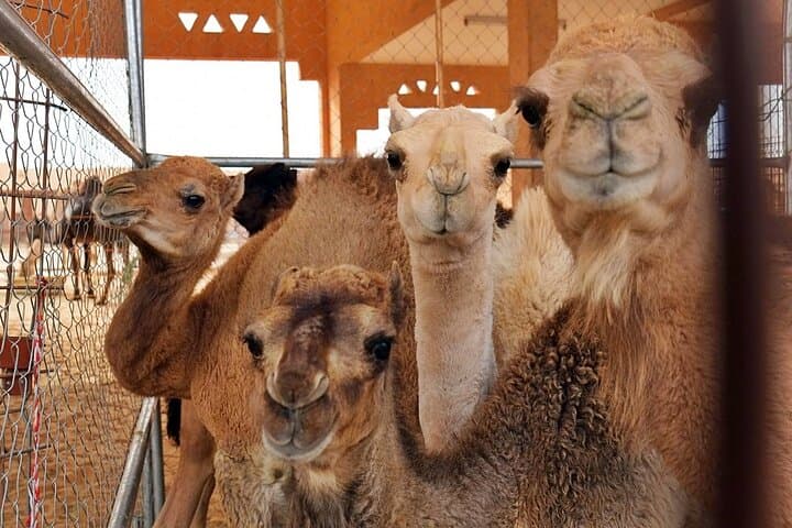 Al Ain Oasis Tour: UNESCO Oasis, Al Jahili Fort & Jebel Hafeet Day Trip from Dubai photo 5