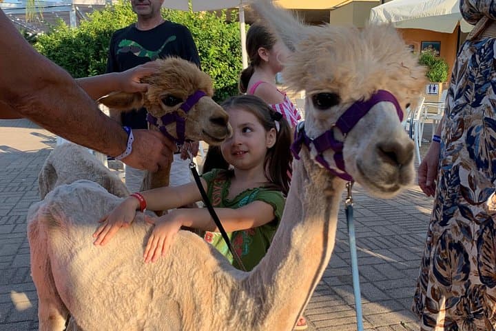 Alpacas at Sunset: Pizzo Beach Walks and Coastal Selfies on the Costa degli Dei photo 2