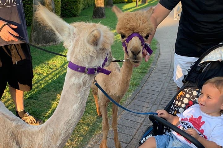 Alpacas at Sunset: Pizzo Beach Walks and Coastal Selfies on the Costa degli Dei photo 3