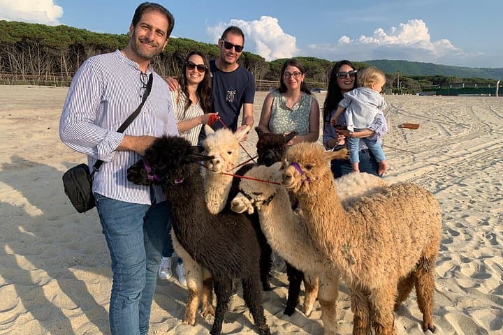 Alpacas at Sunset: Pizzo Beach Walks and Coastal Selfies on the Costa degli Dei photo 4