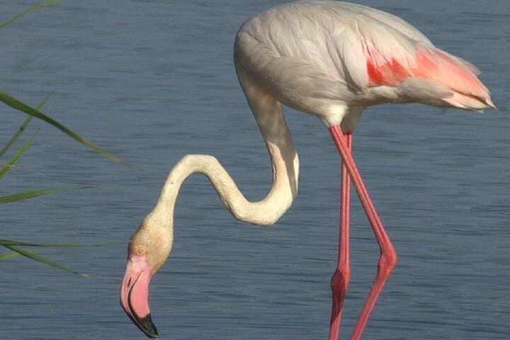 Birdwatching Les Olles & Fangar Bay — Ebro Delta Guided Walk photo 5
