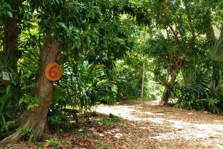 Roatán Jungle Disc Golf: 14-Hole Coastal Course with 19th-Hole Views photo 4