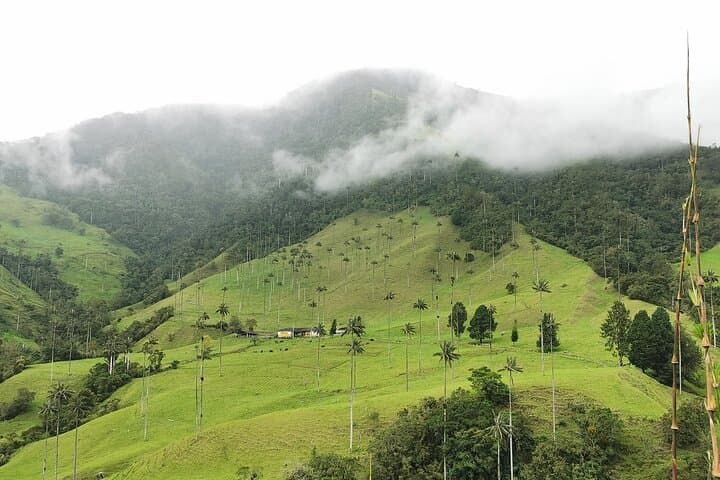 Half-Day Cocora Serenity: Hike the Wax Palm Valley from Salento photo 6