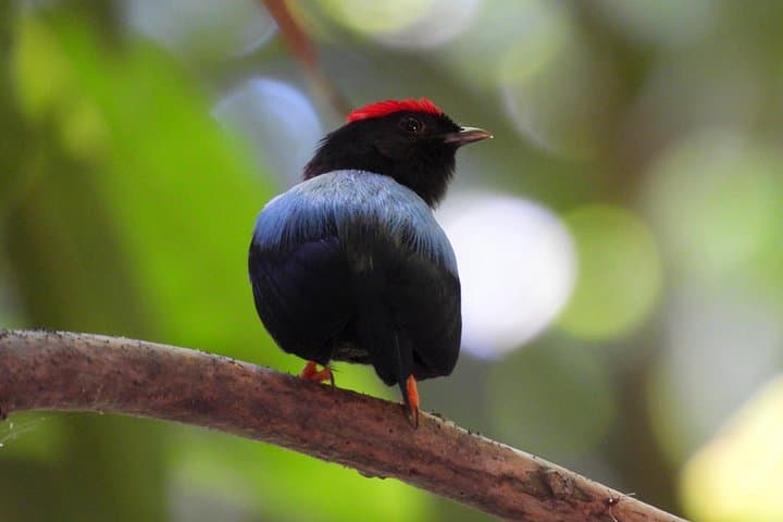 Birdwatching Near Cartagena: Private Nature Reserve Tropical Dry Forest Walk photo 1