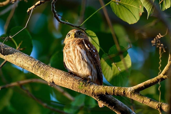 Birdwatching Near Cartagena: Private Nature Reserve Tropical Dry Forest Walk photo 3