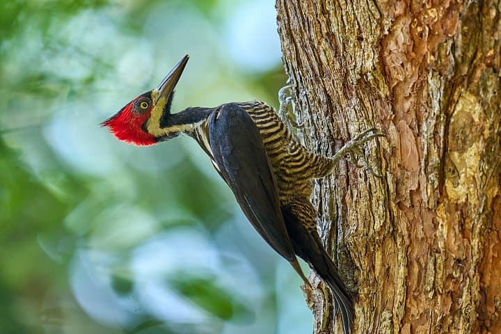 Birdwatching Near Cartagena: Private Nature Reserve Tropical Dry Forest Walk photo 4