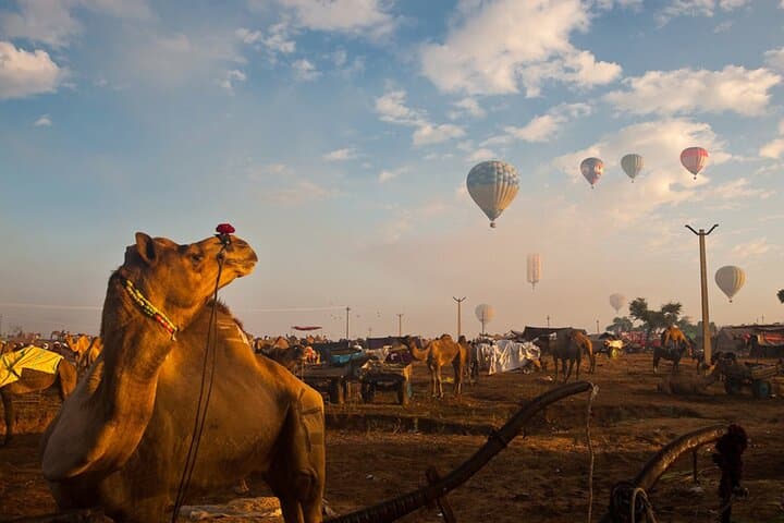 Private Day Trip to Pushkar from Jaipur: Dargah Sharif, Brahma Temple & Camel Ride photo 6