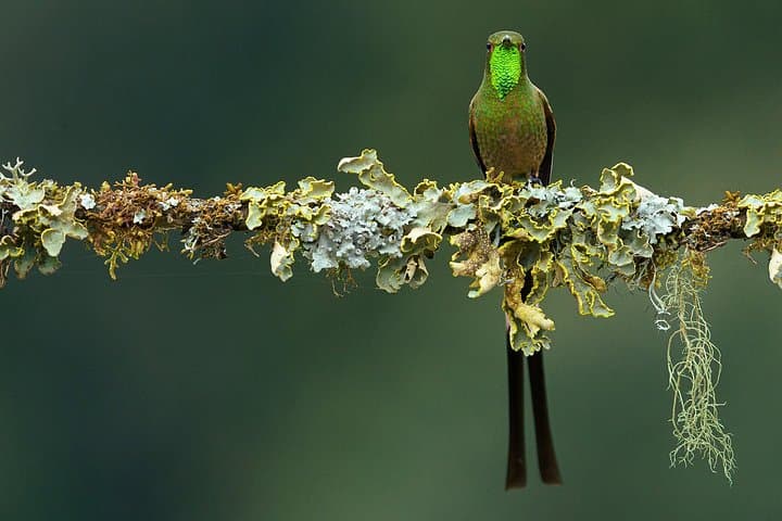 Hummingbirds of the Andes Day Tour from Bogotá — 10 Species at a Mountain Reserve