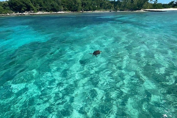Private Eleuthera Day Trip: Swim with Pigs, Snorkel Turtles & Roam Pink Sand Beaches photo 4
