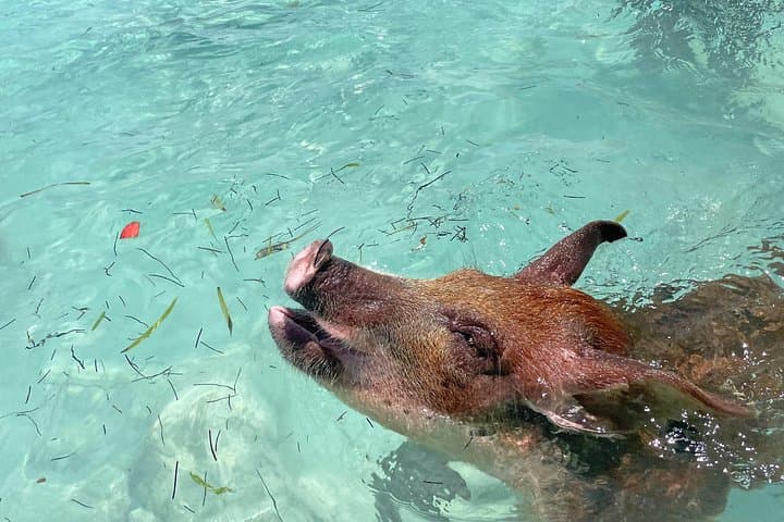 Private Eleuthera Day Trip: Swim with Pigs, Snorkel Turtles & Roam Pink Sand Beaches