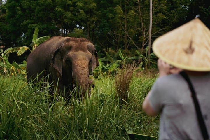 Half-Day Elephant Home Sanctuary Experience in Koh Samui Jungle