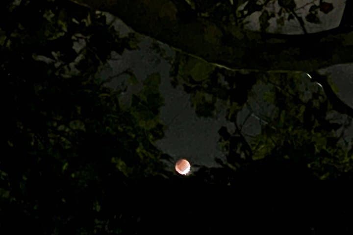 Spirits of Savannah: Private Guided Haunted Walking Tour in Historic Squares photo 2