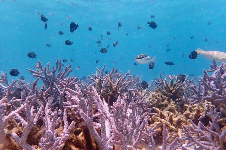 Ningaloo Reef Snorkel Adventure — Shore Snorkeling at Turquoise Bay from Exmouth photo 2