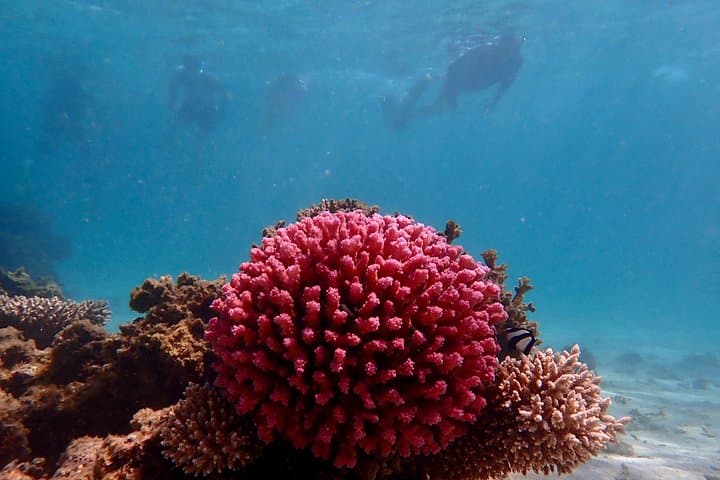 Ningaloo Reef Snorkel Adventure — Shore Snorkeling at Turquoise Bay from Exmouth photo 4